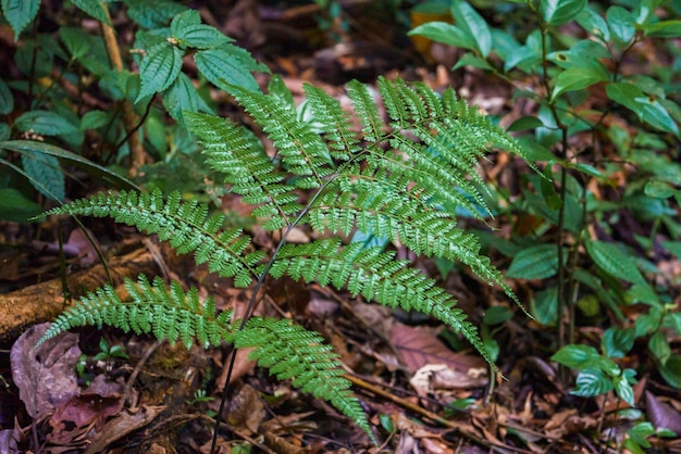 Zdjęcie liście paprocia z innymi roślinami na ziemi w lesie