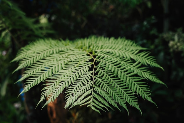 Liście Polypodiopsida lub Polypodiophyta lub Fern