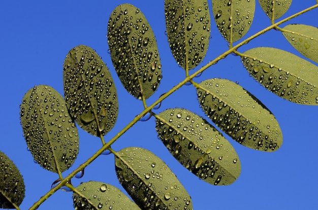 Liście Robinia Pseudoacacia, Zwanej Potocznie Robinią Akacjową, Z Kroplami Deszczu