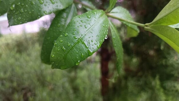 Liście sfotografowane z bliska z małymi kroplami deszczu sfotografowanymi po deszczu w ogrodzie