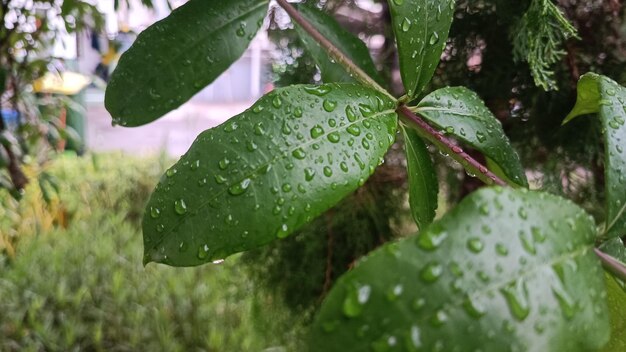 Liście sfotografowane z bliska z małymi kroplami deszczu sfotografowanymi po deszczu w ogrodzie