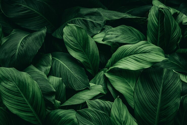 Zdjęcie liście spathiphyllum cannifolium streszczenie zielony ciemny tekstura natura tło tropikalny liść