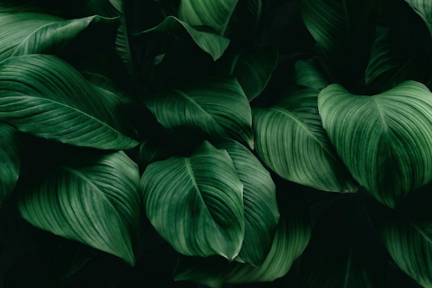 Liście Spathiphyllum Cannifolium Streszczenie Zielony Ciemny Tekstura Natura Tło Tropikalny Liść
