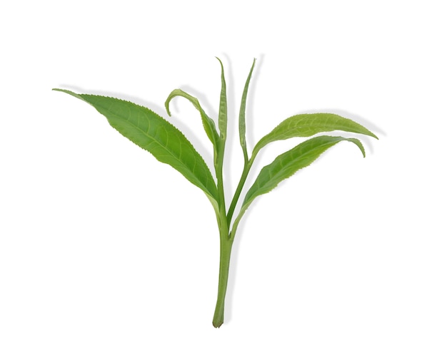 Liście Świeża zielona herbata z izolowanymi