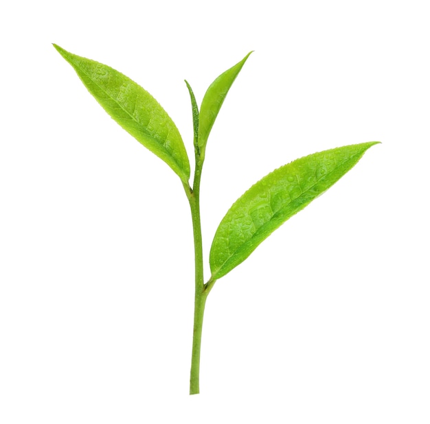 Liście Świeża zielona herbata z kroplami wody na białym tle.