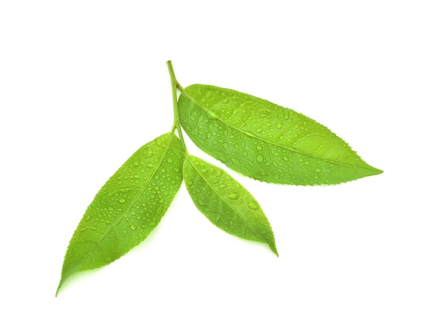 Liście Świeża zielona herbata z kroplami wody na białym tle