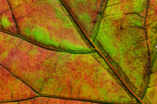 Liście Tekstura Tło Natura Zielony liść tropikalny