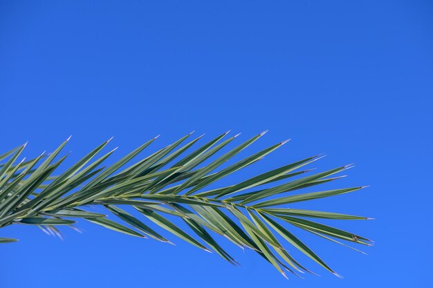 liście tropikalnej palmy na wyspie Cypr na tle niebieskiego nieba 3