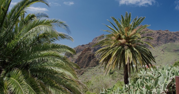 Liście tropikalnej palmy poruszające się na wietrze w Masca Gorge Tenerife Wyspy Kanaryjskie Hiszpania