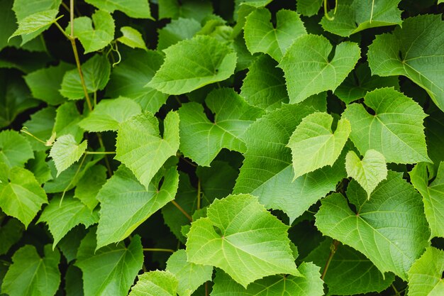 Liście winogron w ogrodzie. Rośliny w ogrodzie botanicznym