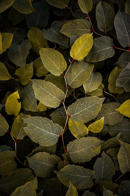 Liście yellowpanese knotweed rośliny wiosną