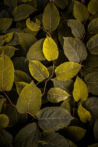 Liście yellowpanese knotweed rośliny wiosną