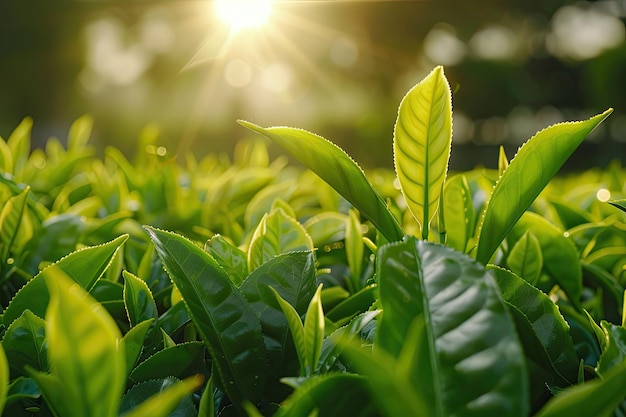 Liście zielonej herbaty na plantacji herbaty rano