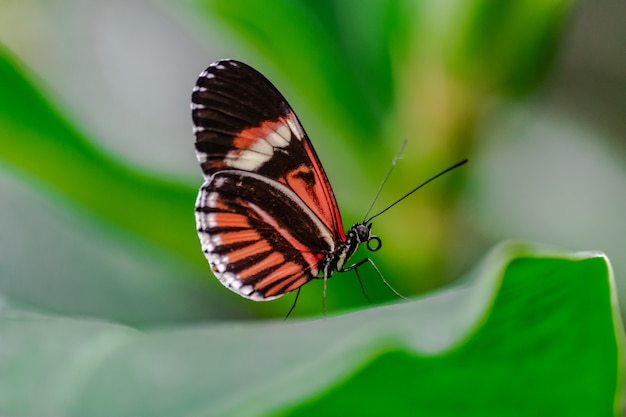 Listonosz motyl (Heliconius melpomene)