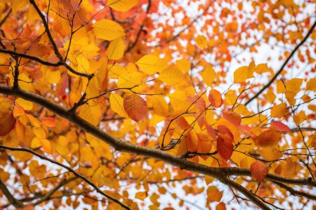 Listy zmieniające kolor na gałęzi drzewa jesienią
