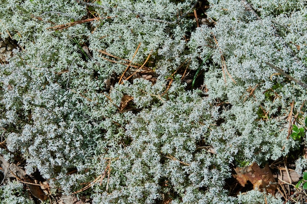 Liszaj Cladonia rangiferina. Szary porost renifera. Piękny jasny mech leśny rosnący w ciepłym i zimnym klimacie. Jeleń, mech karibu.