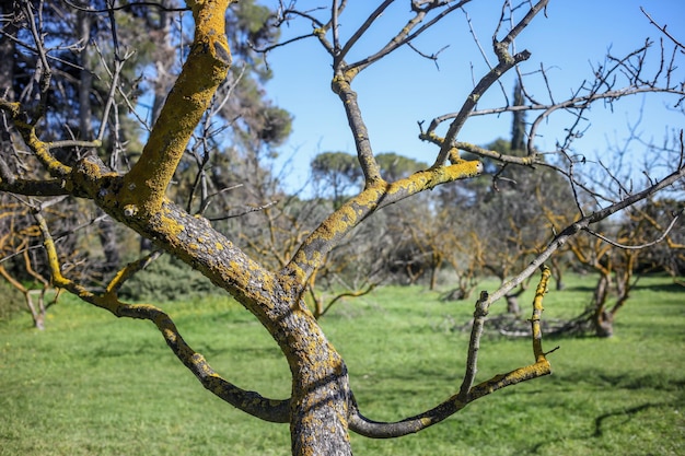 Liszaj żółty nieszkodliwy szkodnik na pniu drzewa z gałęzią bez tła liścia