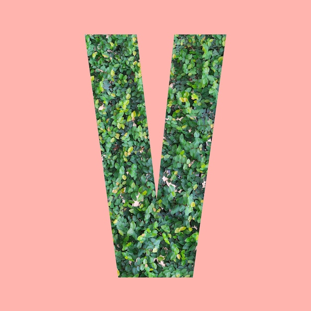 Litery alfabetu w kształcie V w stylu zielonych liści na pastelowym różowym tle do projektowania w swojej pracy.