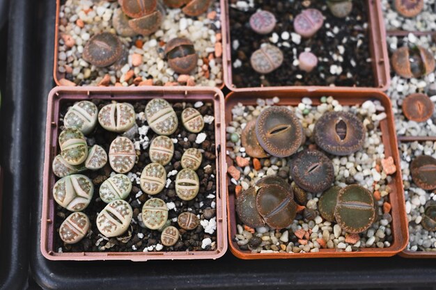 Lithops duża kolekcja sukulentnych roślin w garnkach w sklepie widok z góry