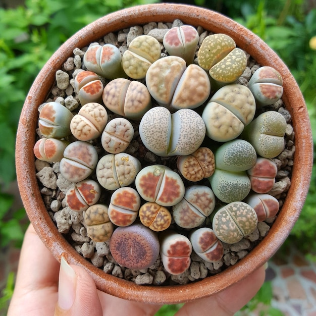 Zdjęcie lithops soczyste mix lithops