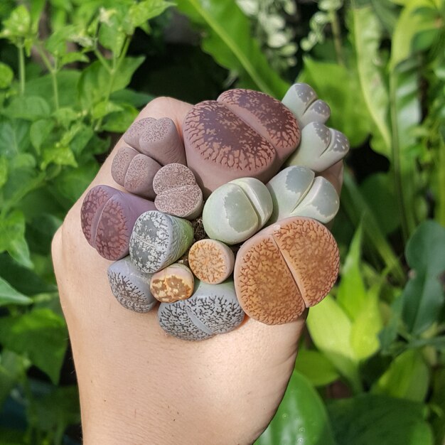 Lithops sukulenty Mix lithops