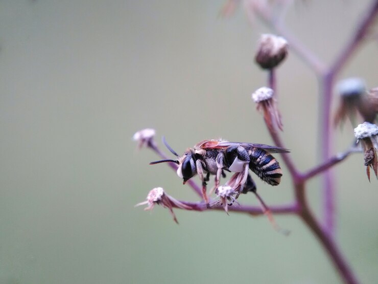 Litle Bee Sleep On Grass
