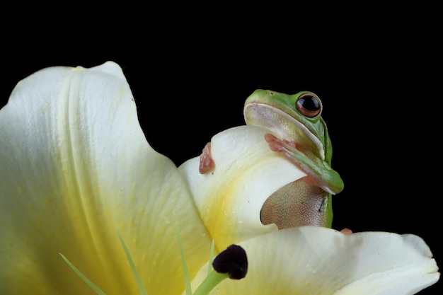 Litoria infrafrenata rzekotka drzewna Litoria infrafrenata rzekotka drzewna na kwiatku