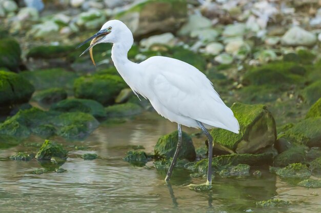 Little Egret jedzenie węgorza w rzece ze skałami z zielonym mchem, Hiszpania.