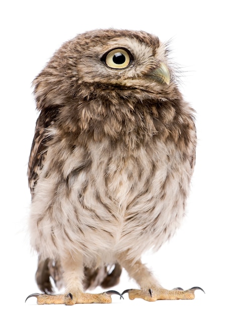 Little Owl Athene noctua, stojąc