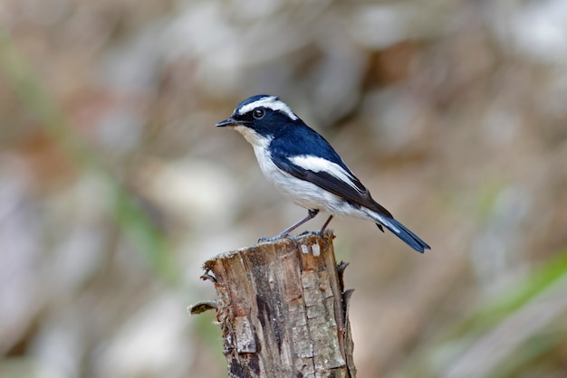 Little Pied Flycatcher Ficedula westermanni Piękne Male Birds of Thailand