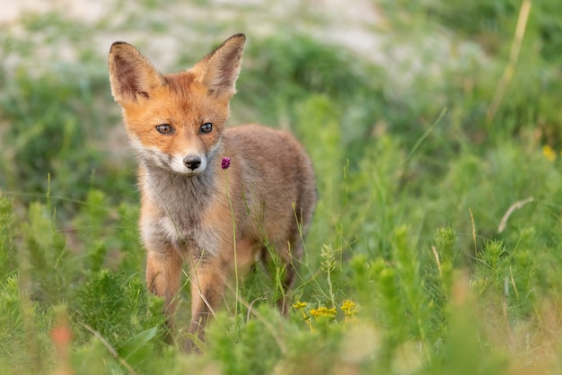 Little Red Fox stoi na trawie.