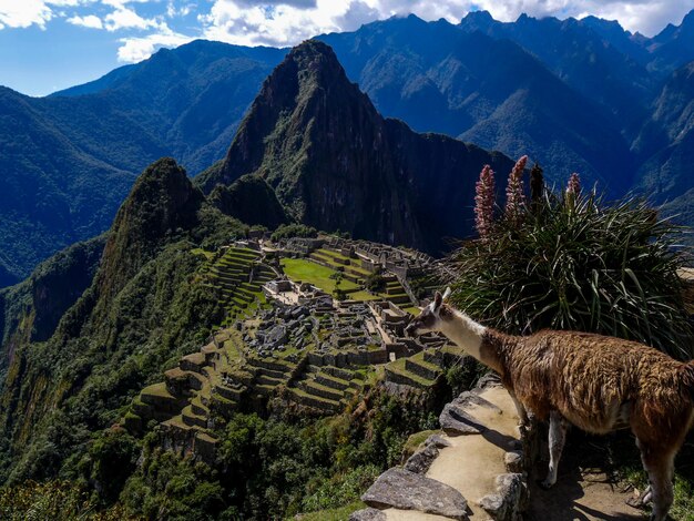 Zdjęcie llama przez machu picchu przeciwko górom