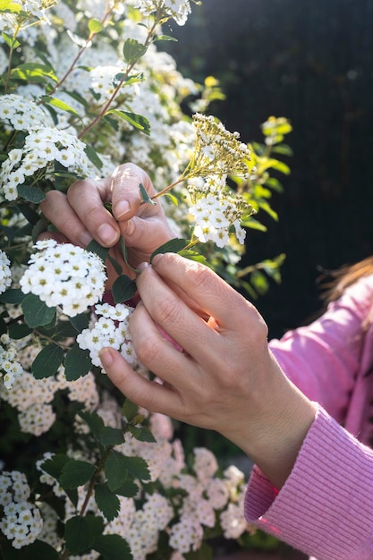 Lobularia maritima kwiaty alyssum maritimum słodka Alyssum słodka Alison Kwitnący wiosenny kwiat