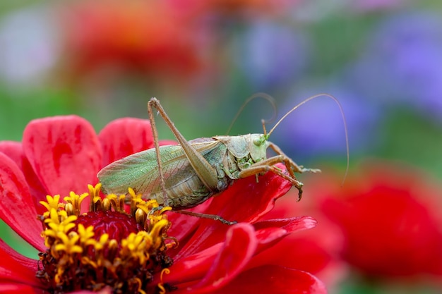 Locust Grass Hopper Różnicowy konik polny spędzający czas na letniej łące