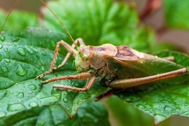 Locust Grass Hopper Różnicowy konik polny spędzający czas na letniej łące