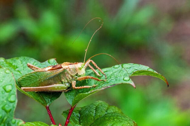 Locust Grass Hopper Różnicowy konik polny spędzający czas na letniej łące