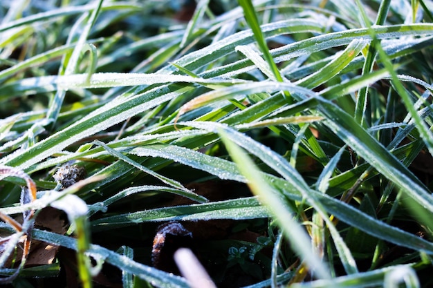 Lód na zielonych liściach trawy z bliska