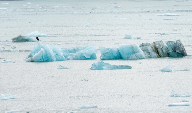 Lód z lodowca Hubbard unoszący się w zatoce