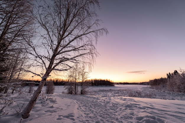 Lodowe Jezioro I Las Pokryły Się Ciężkim śniegiem I ładnym Błękitnym Niebem W Sezonie Zimowym W Holiday Village Kuukiuru, Finlandia.