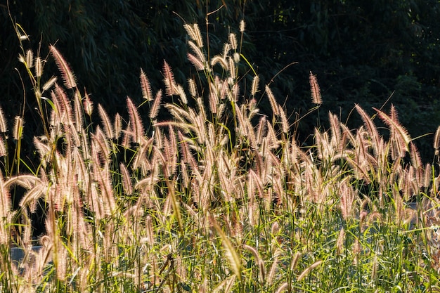łodygi trawy na charakter pod słońcem