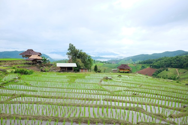 Lokalna chata i wioska homestay na tarasowych polach ryżowych na górze w Tajlandii