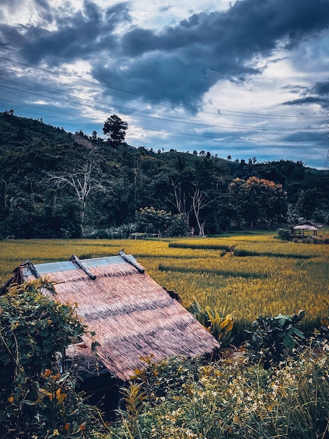 Zdjęcie lokalna chata na polu ryżowym i góra w tle, tajlandia