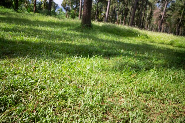 Lokalne zielone pole trawy w parku publicznym