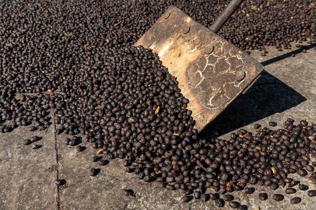 Lokalny rolnik rozrzuca zielone naturalne ziarna kawy do suszenia na słońcu Panama Ameryka Środkowa