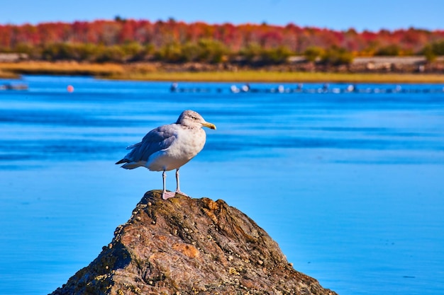 Lone seagull lokalizacji na szczycie skały na bagnach Maine z ulistnieniem w tle