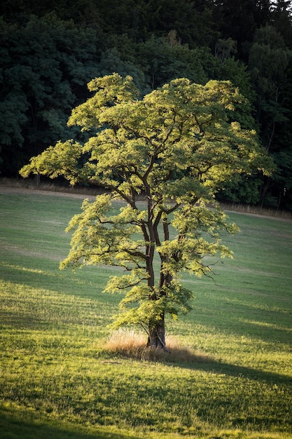 Lone Tree