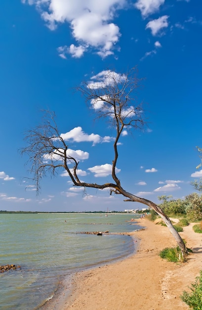 Lone Tree