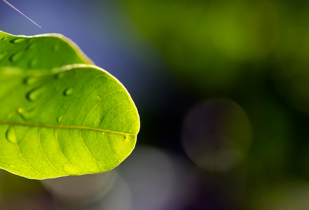 Longan Dimocarpus longan zielone liście z pluskiem wody dla naturalnego tła