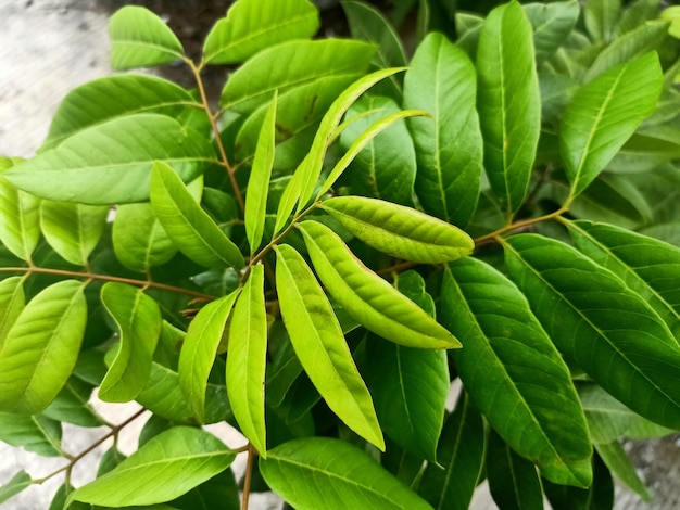 Longan o zielonych liściach