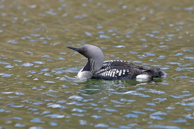 Loon Czarnoszyi (gavia Arctica) Na Wodzie.